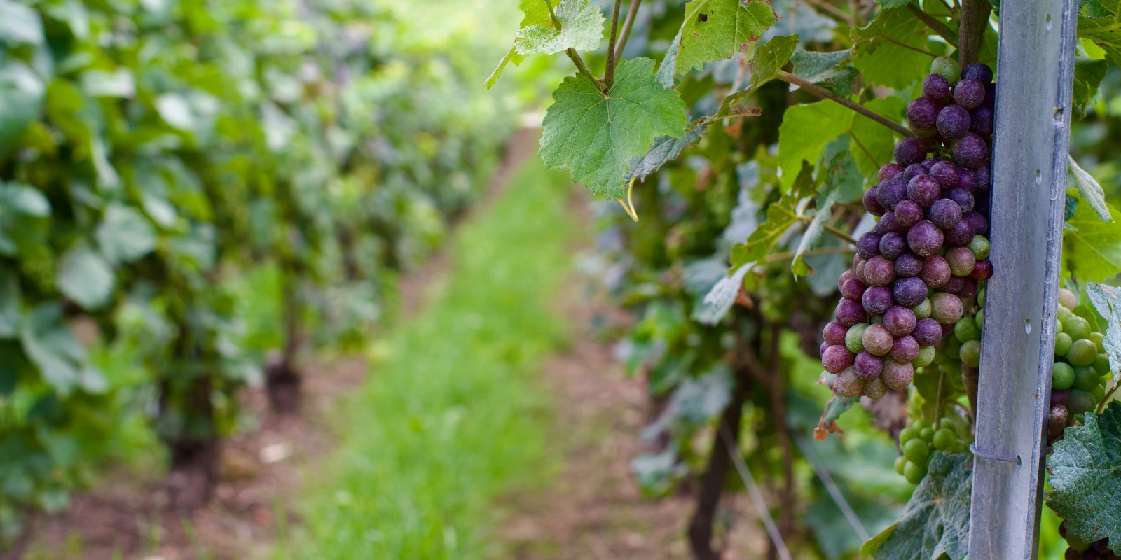 Reconversion Professionnelle : Optez pour le BTSA GPN